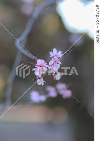秋に咲く枝の先に咲く十月桜 秋に咲く枝の先に咲く十月桜 95708799