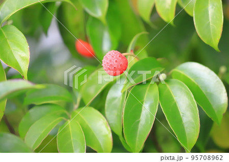 常盤山法師（トキワヤマボウシ）の実　　 95708962