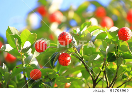 常盤山法師(トキワヤマボウシ)の実 常盤山法師(トキワヤマボウシ)の実 95708969