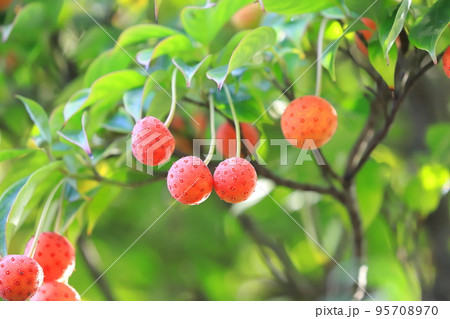 常盤山法師(トキワヤマボウシ)の実 常盤山法師(トキワヤマボウシ)の実 95708970
