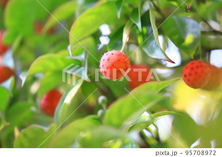 常盤山法師(トキワヤマボウシ)の実 常盤山法師(トキワヤマボウシ)の実 95708972