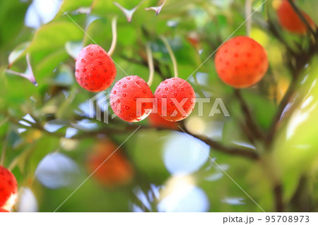 常盤山法師（トキワヤマボウシ）の実　　 95708973