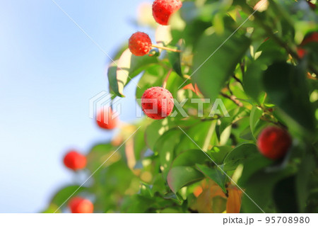 常盤山法師(トキワヤマボウシ)の実 常盤山法師(トキワヤマボウシ)の実 95708980