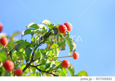 常盤山法師(トキワヤマボウシ)の実 常盤山法師(トキワヤマボウシ)の実 95708982