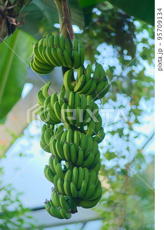 木に実った大量の小ぶりの早世バナナ 95709134