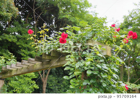 バラの花 ウルメールムンスター バラの花 ウルメールムンスター 95709164