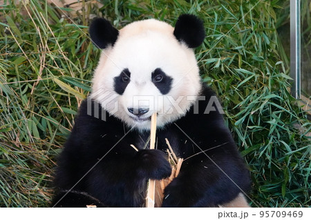 [ジャイアントパンダ] 95709469