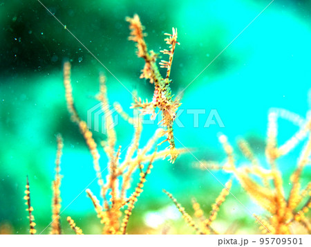 擬態するニシキフウライウオ 95709501