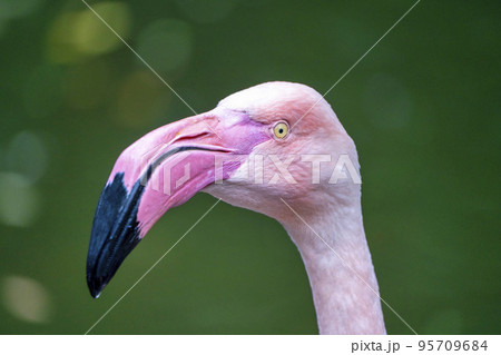 動物園の風景　フラミンゴ　宮城県仙台市 95709684