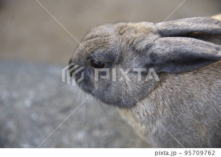 ふれあい牧場のウサギ ふれあい牧場のウサギ 95709762