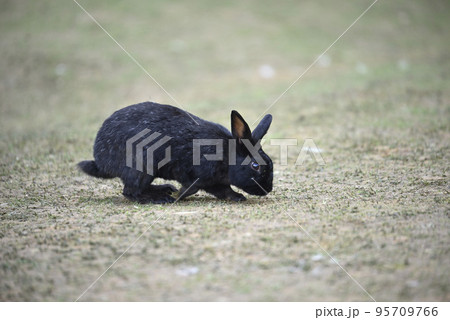 ふれあい牧場のウサギ ふれあい牧場のウサギ 95709766