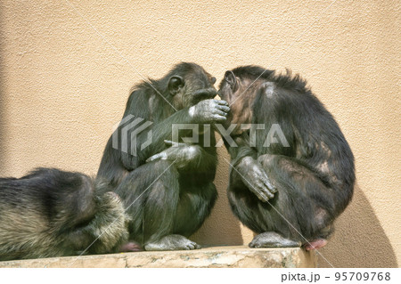 動物園の風景　チンパンジー　宮城県仙台市 95709768