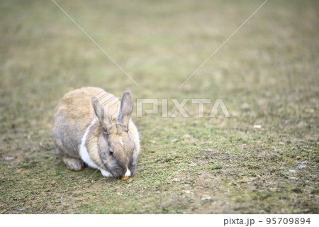 ふれあい牧場のウサギ ふれあい牧場のウサギ 95709894