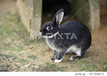 ふれあい牧場のウサギ ふれあい牧場のウサギ 95709971
