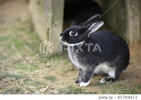 ふれあい牧場のウサギ ふれあい牧場のウサギ 95709972
