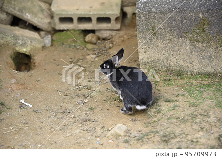 ふれあい牧場のウサギ ふれあい牧場のウサギ 95709973
