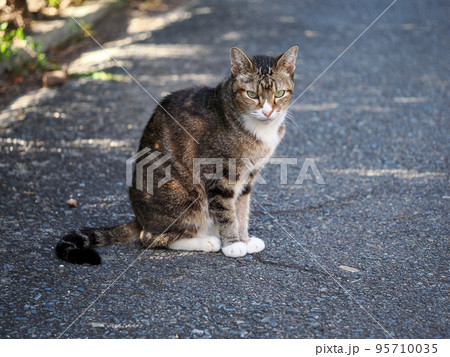 座る野良猫 95710035