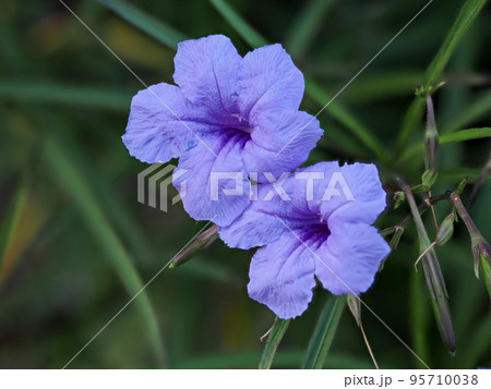 ヤナギバルイラソウの花 ヤナギバルイラソウの花 95710038