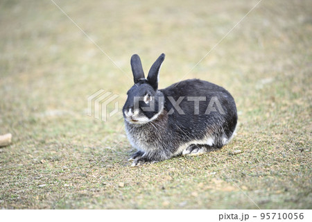 ふれあい牧場のウサギ 95710056