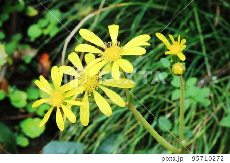 冬の花 ツワブキ(石蕗)が咲き始めました! 冬の花 ツワブキ(石蕗)が咲き始めました! 95710272
