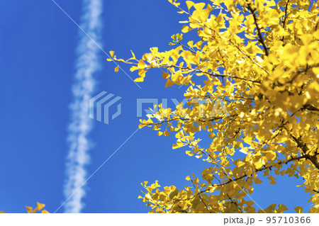 あづま総合運動公園のいちょう並木 福島県福島市 あづま総合運動公園のいちょう並木 福島県福島市 95710366