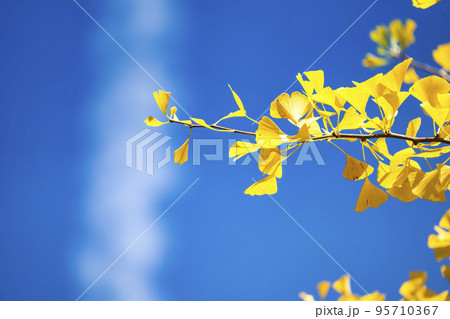 あづま総合運動公園のいちょう並木 福島県福島市 あづま総合運動公園のいちょう並木 福島県福島市 95710367