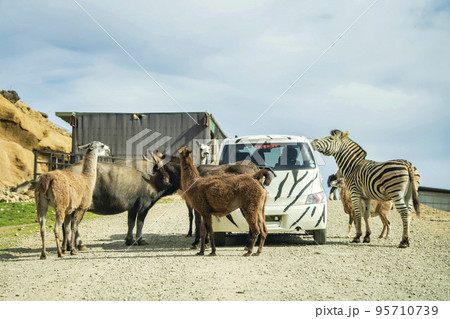サファリパークの風景　動物に囲まれる車　福島県二本松市 95710739