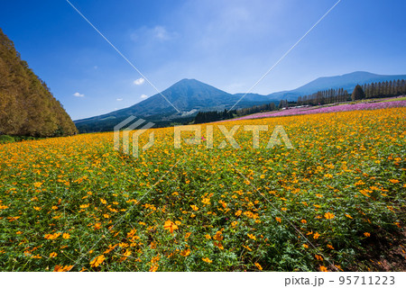メタセコイア並木と霧島連山を背に黄色い花が満開のコスモス畑 メタセコイア並木と霧島連山を背に黄色い花が満開のコスモス畑 95711223