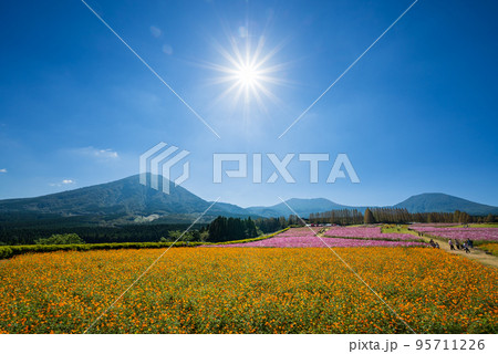 霧島連山を背に太陽の日を浴びて満開のコスモス畑 95711226