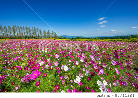 メタセコイア並木と青空を背に一面に広がる満開のコスモス畑 95711231