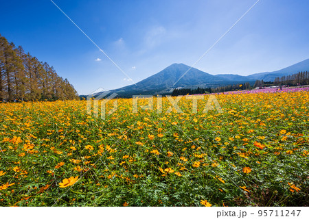 メタセコイア並木と霧島連山を背に黄色い花が満開のコスモス畑 メタセコイア並木と霧島連山を背に黄色い花が満開のコスモス畑 95711247
