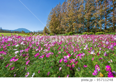 メタセコイア並木を背に一面に広がる満開のコスモス畑 95711248