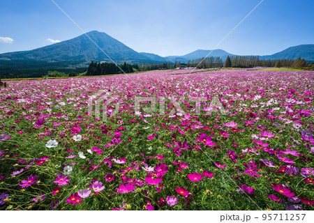 霧島連山を背に満開のコスモス畑 霧島連山を背に満開のコスモス畑 95711257