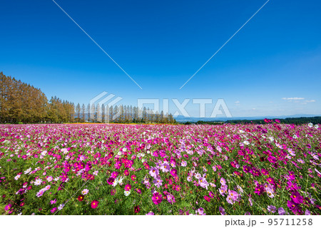 メタセコイア並木と青空を背に一面に広がる満開のコスモス畑 メタセコイア並木と青空を背に一面に広がる満開のコスモス畑 95711258