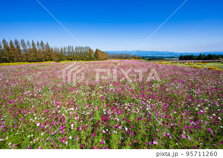 メタセコイア並木と青空を背に一面に広がる満開のコスモス畑 95711260