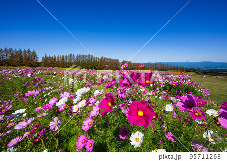 メタセコイア並木と青空を背に一面に広がる満開のコスモス畑 95711263