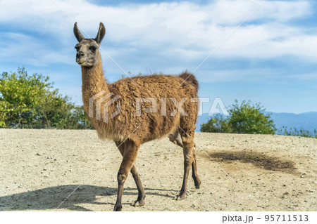 サファリパークの風景 ラマ 福島県二本松市 サファリパークの風景 ラマ 福島県二本松市 95711513