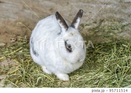 触れ合えるうさぎ 福島県二本松市 触れ合えるうさぎ 福島県二本松市 95711514