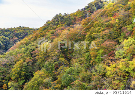 紅葉の風景　秋の鳴子峡　宮城県大崎市 95711614