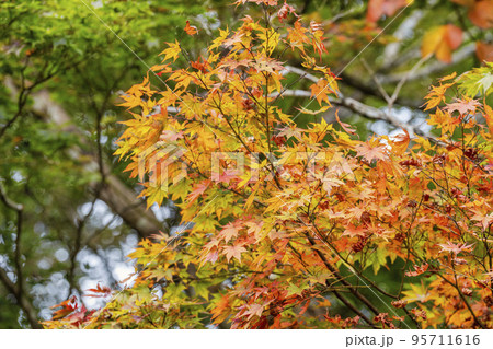 紅葉の風景 秋の鳴子峡 宮城県大崎市 紅葉の風景 秋の鳴子峡 宮城県大崎市 95711616