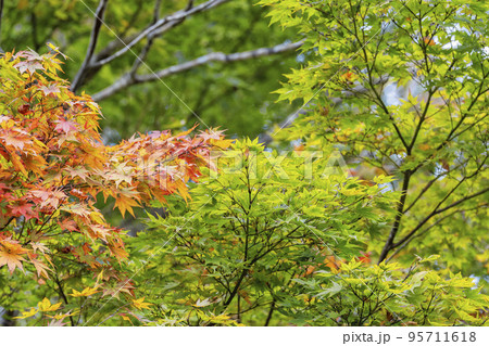 紅葉の風景　秋の鳴子峡　宮城県大崎市 95711618