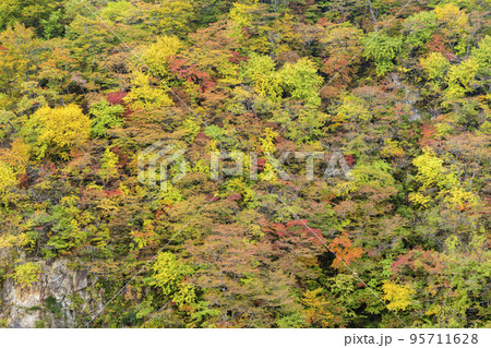 紅葉の風景 秋の鳴子峡 宮城県大崎市 紅葉の風景 秋の鳴子峡 宮城県大崎市 95711628
