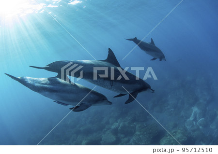 伊豆諸島のイルカ達 伊豆諸島のイルカ達 95712510