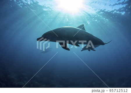 太陽の光を浴びた親子イルカ 太陽の光を浴びた親子イルカ 95712512
