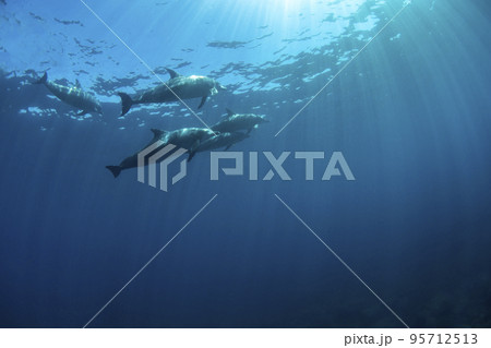 野生イルカの水中風景 95712513