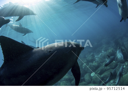 御蔵島のイルカ 95712514
