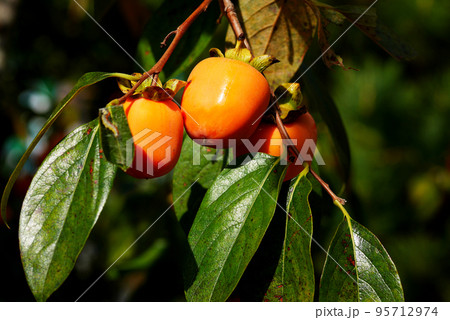 実りの秋 収穫前の柿 実りの秋 収穫前の柿 95712974