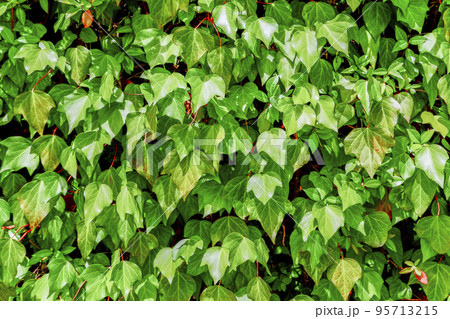 緑の蔓植物面 緑の蔓植物面 95713215