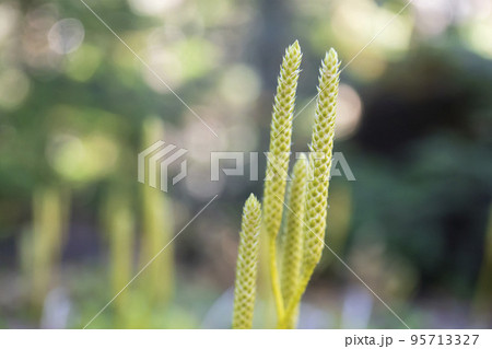 ヒカゲノカズラの胞子嚢穂をアップ【シダ植物】 ヒカゲノカズラの胞子嚢穂をアップ【シダ植物】 95713327
