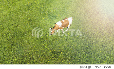 variegated cow walks in a green meadow on a sunny day, copyspace variegated cow walks in a green meadow on a sunny day, copyspace 95713550